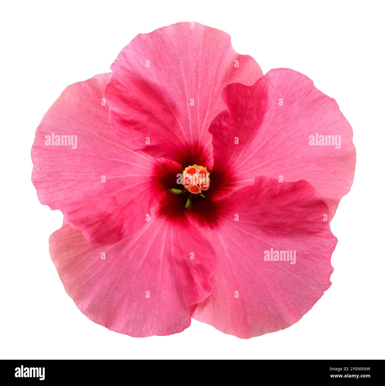 Rosa Hibiskus Blume isoliert auf weißem Hintergrund Stockfoto