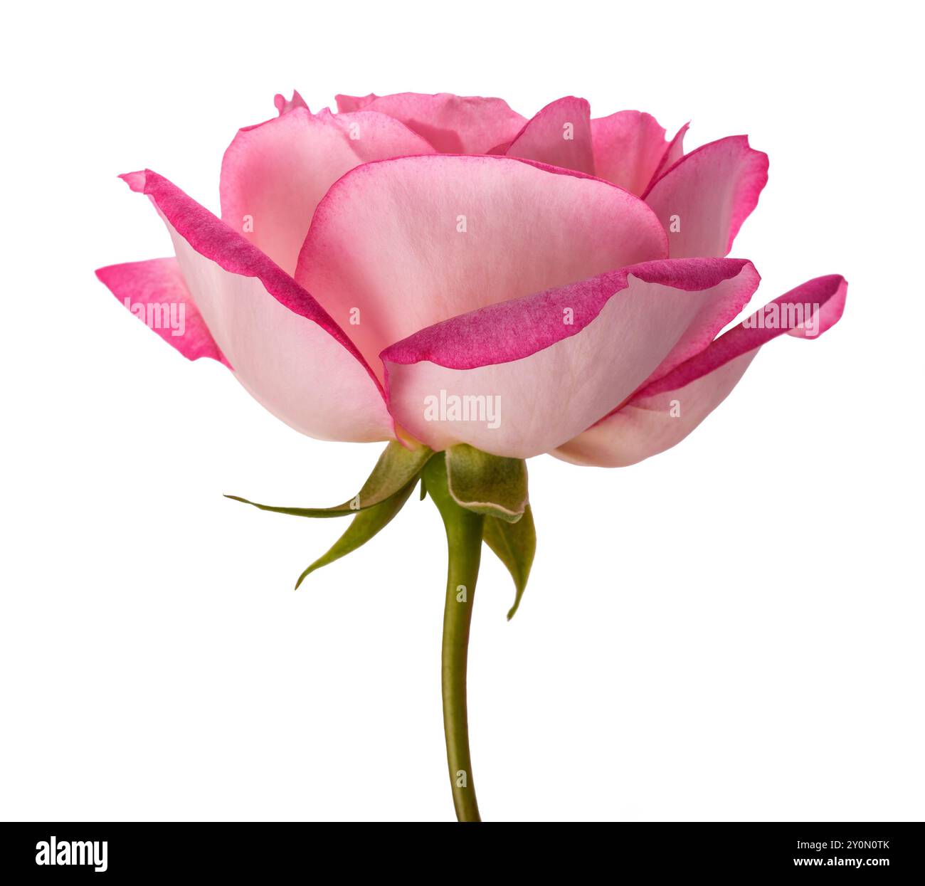 Rosa Rosenblüte isoliert auf weißem Hintergrund Stockfoto