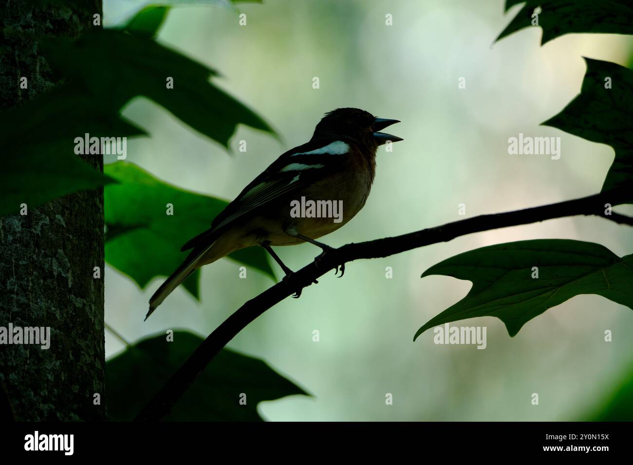 Kaffinchen (Fringilla coelebs), die auf einem Ast thront Stockfoto
