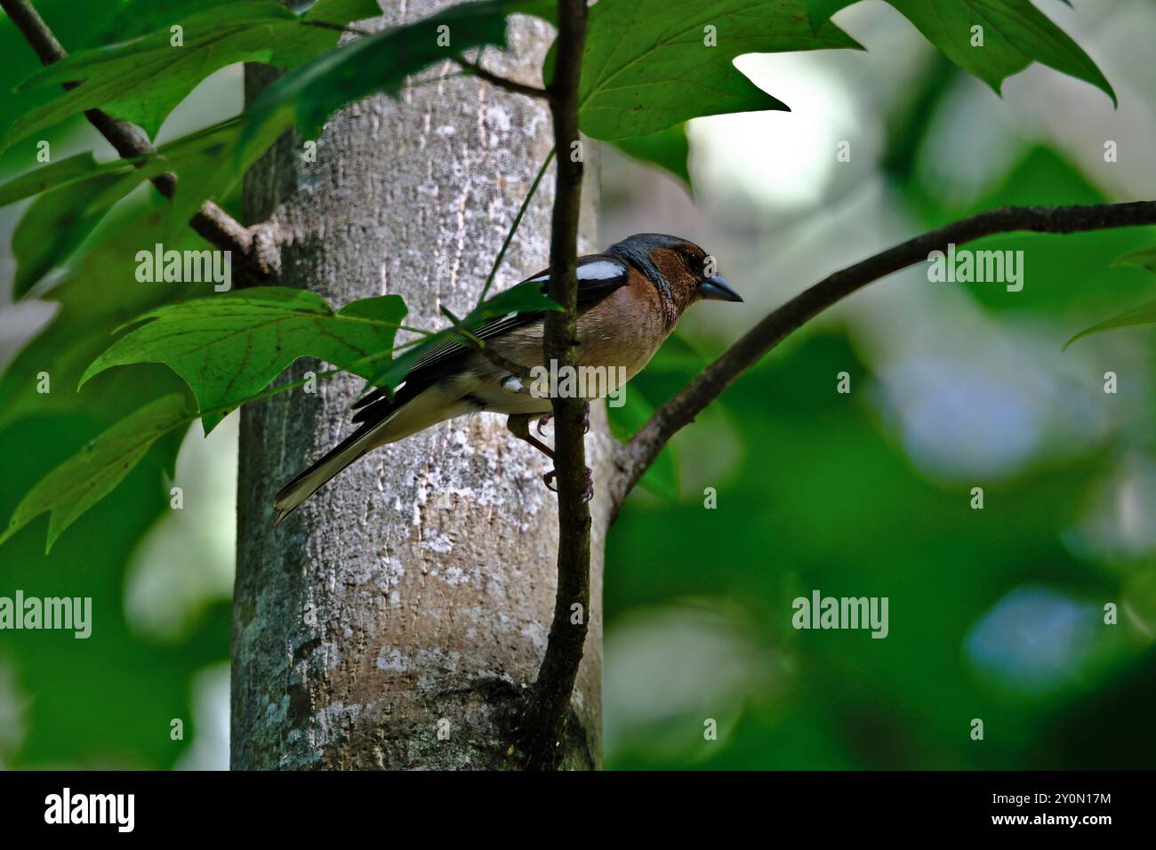 Kaffinchen (Fringilla coelebs), die auf einem Ast thront Stockfoto