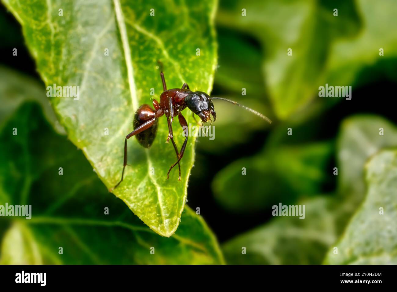 Die Ameise steht aufrecht auf der Spitze eines grünen Blattes Stockfoto