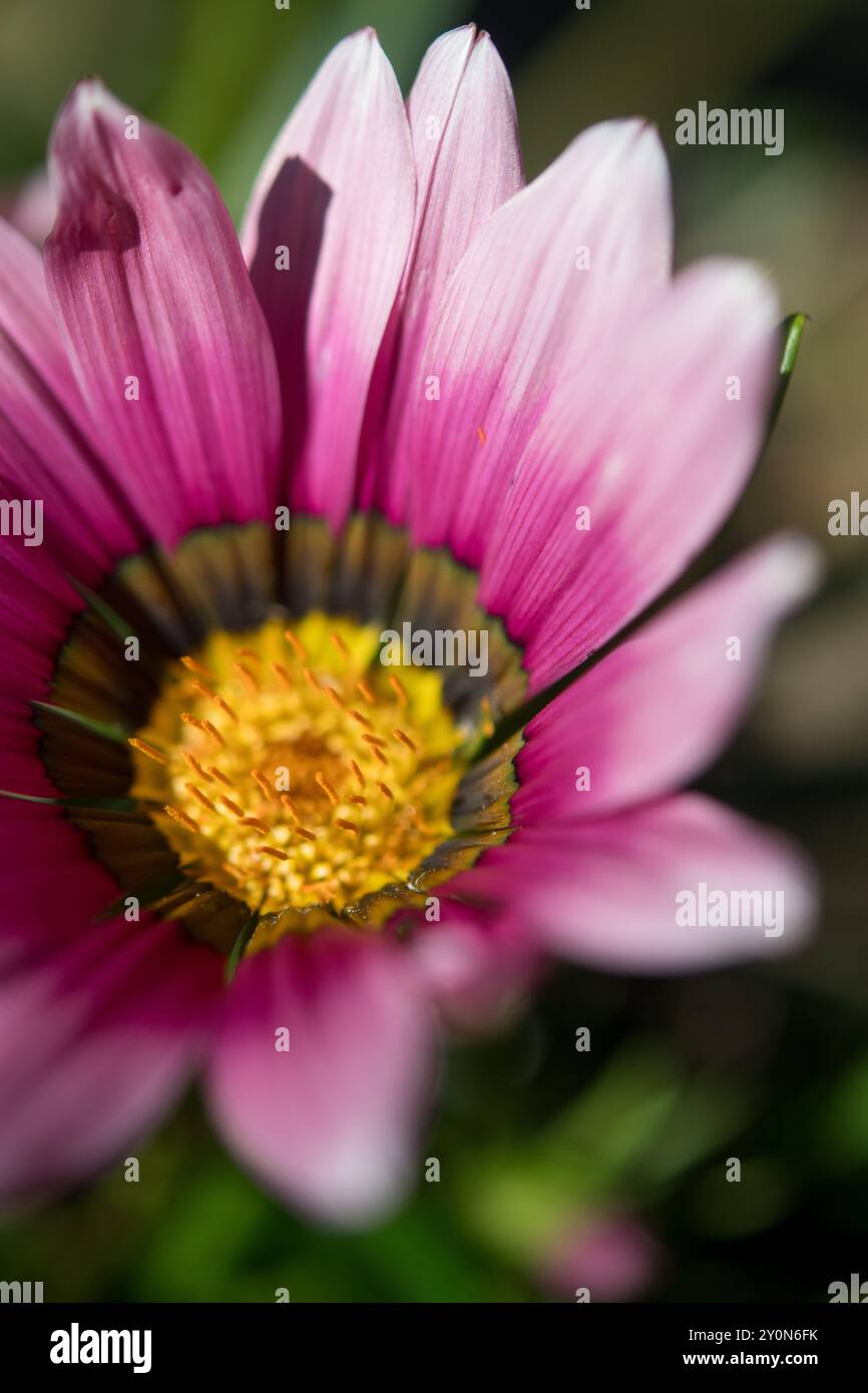 Farben verblassen, wenn sie sich den Kanten der Blütenblätter dieser Gartenblume nähern Stockfoto