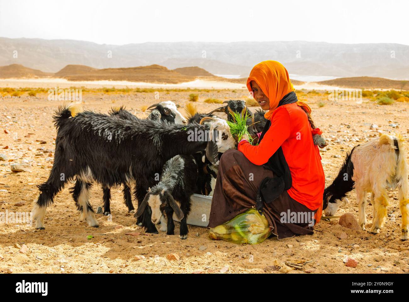 Muzeina Beduinen Mädchen Fütterung Ziegen - Wüste Wadi Arada - Sinai-Halbinsel, Ägypten Stockfoto