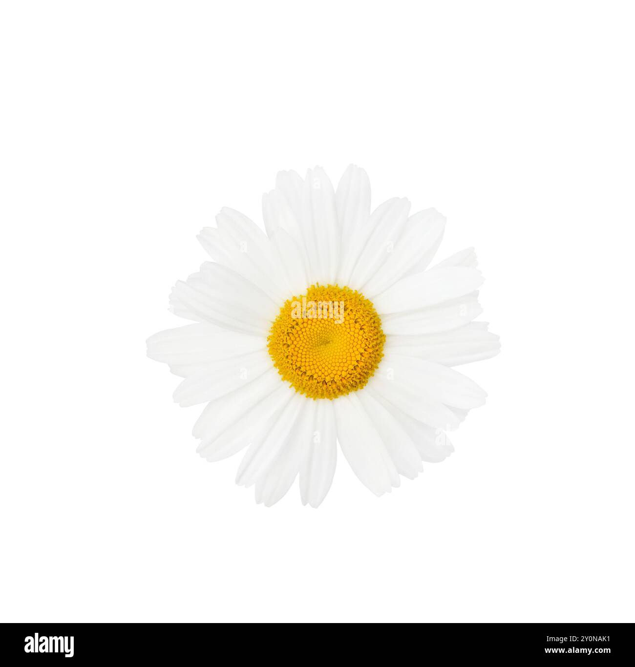 Kamille oder Gänseblümchenblume nah oben isoliert auf weißem Hintergrund mit Beschneidungspfad. Element für Ihr Design. Stockfoto