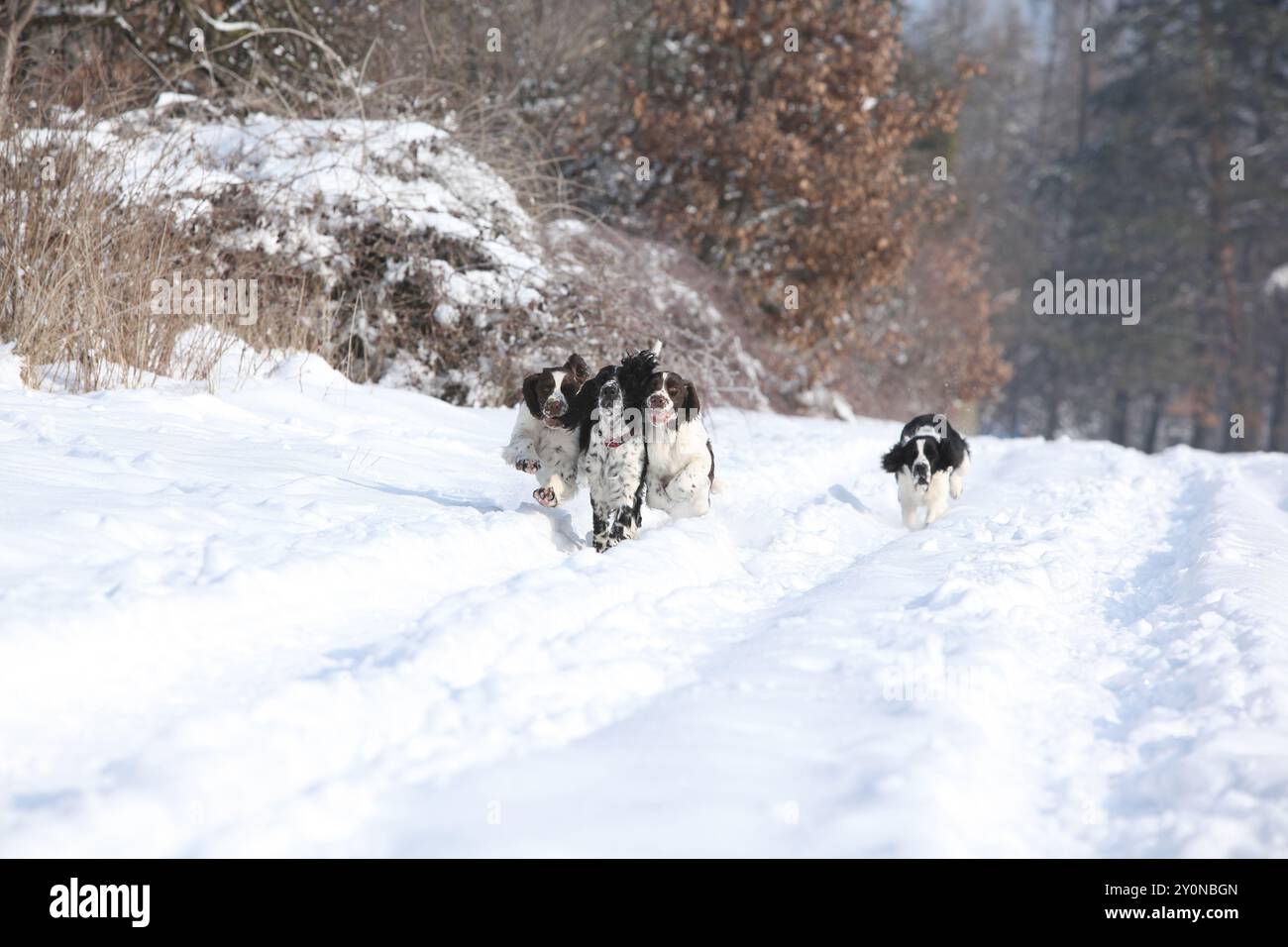 Englischer Springer Spaniel im Schnee, Winterzeit Stockfoto