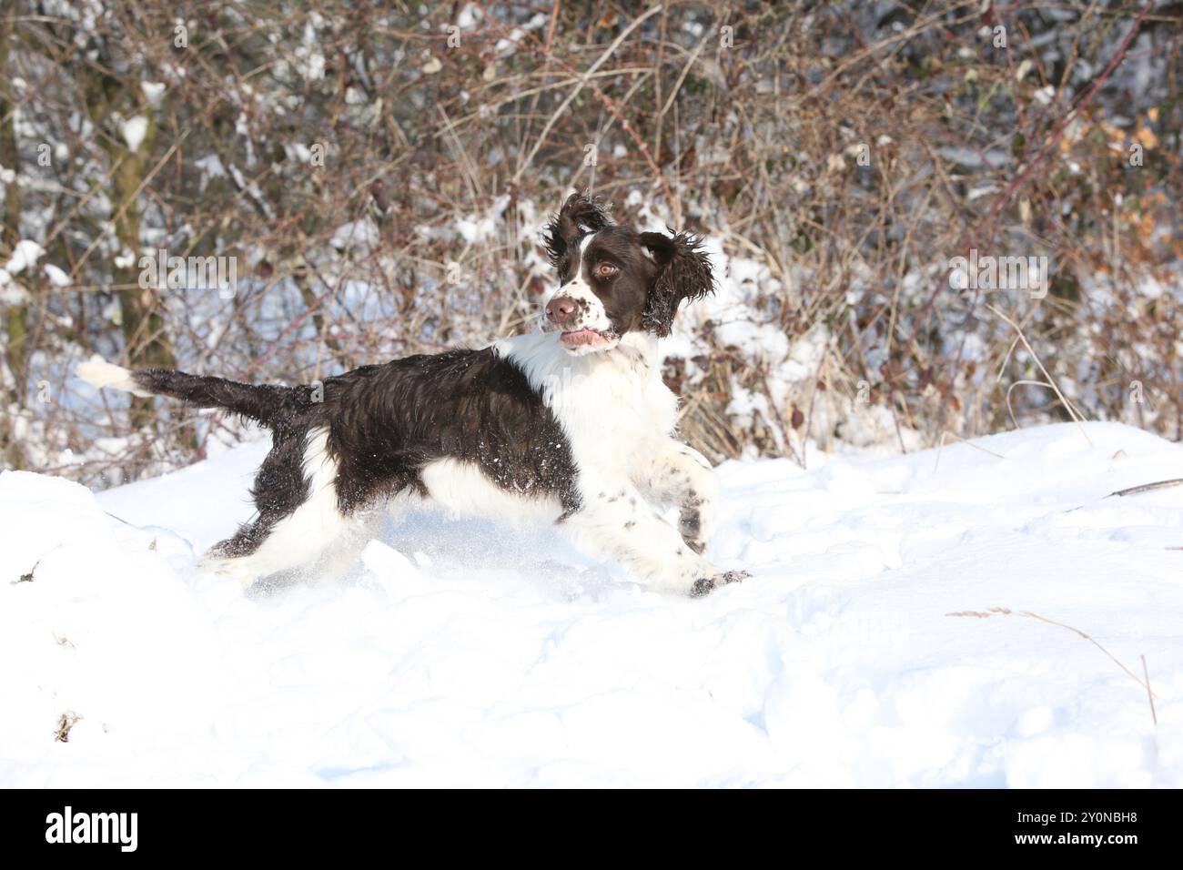 Englischer Springer Spaniel im Schnee, Winterzeit Stockfoto