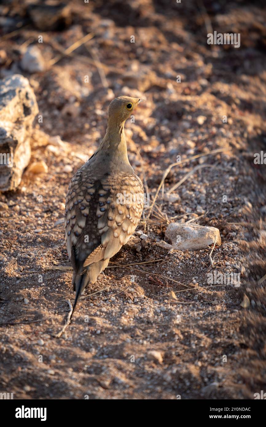 Ein kleines, grünes Namaqua-Sandhuhn stand mit dem Rücken zur Kamera zwischen den Felsen und Kies Nordnamibias Stockfoto