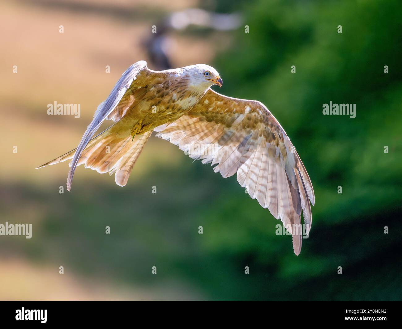 Leuzistischer roter Drachen weiß in der Farbe (milvus milvus) ungewöhnlicher seltener Greifvogel Stockfoto