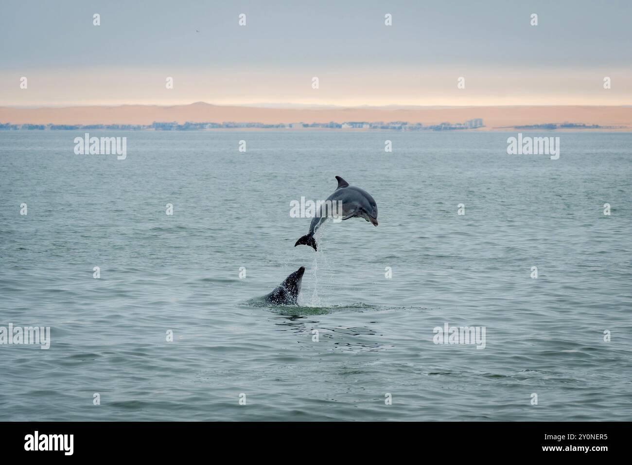 Ein Flaschendelfin, der im Atlantischen Ozean vor der Küste von Walvis Bay, Namibia, spielt und aus dem Wasser springt Stockfoto
