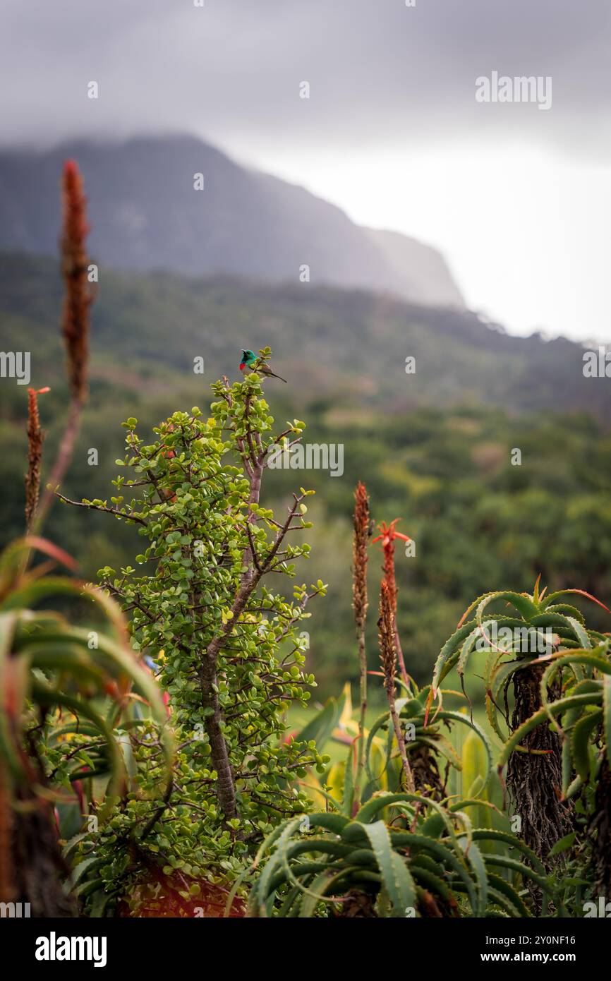 Ein grüner sunbird saß auf einem Busch vor dem Tafelberg in Kapstadt, Südafrika Stockfoto