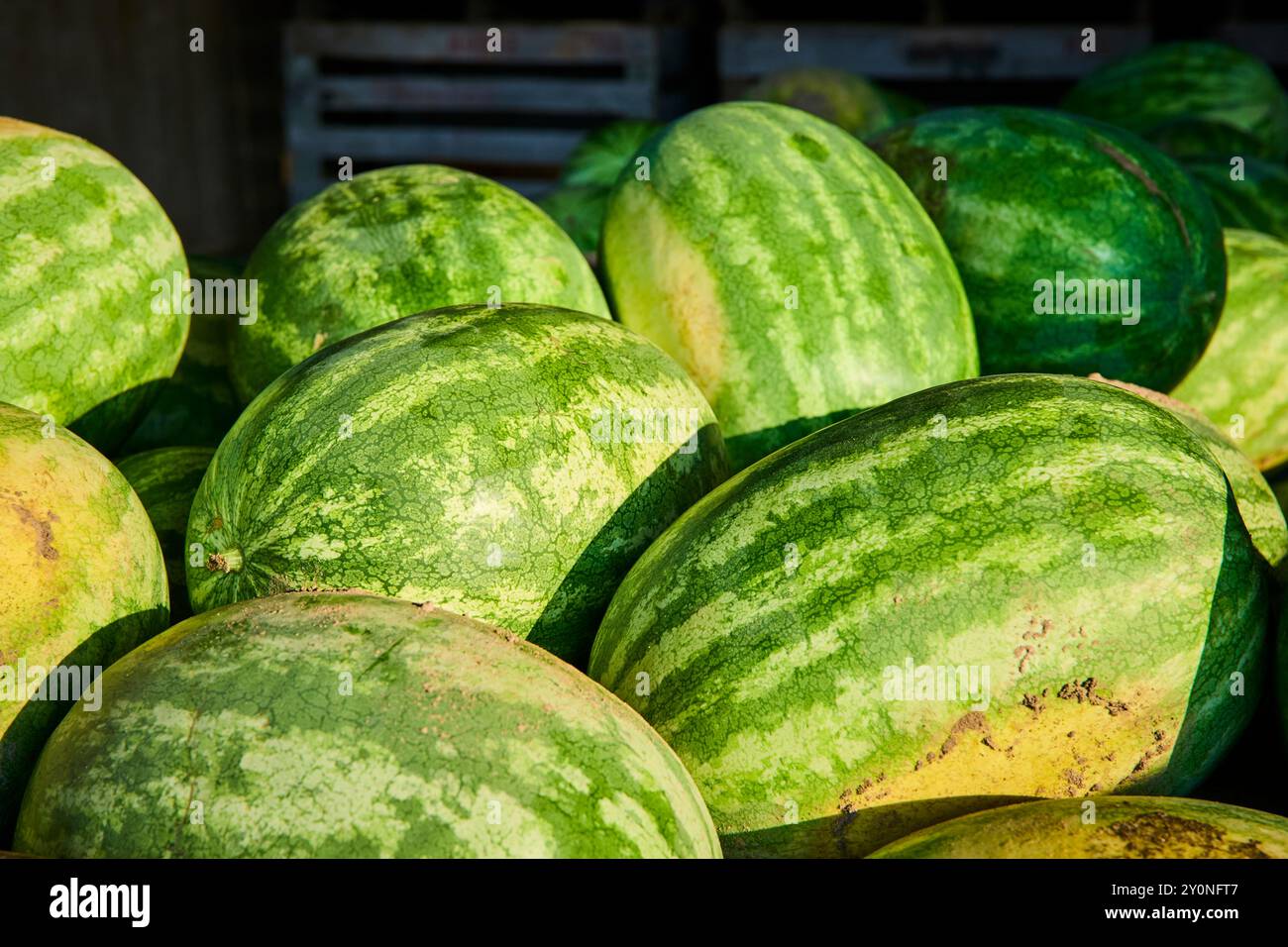 Frische reife Wassermelonen in Holzkisten mit niedrigem Winkel Stockfoto
