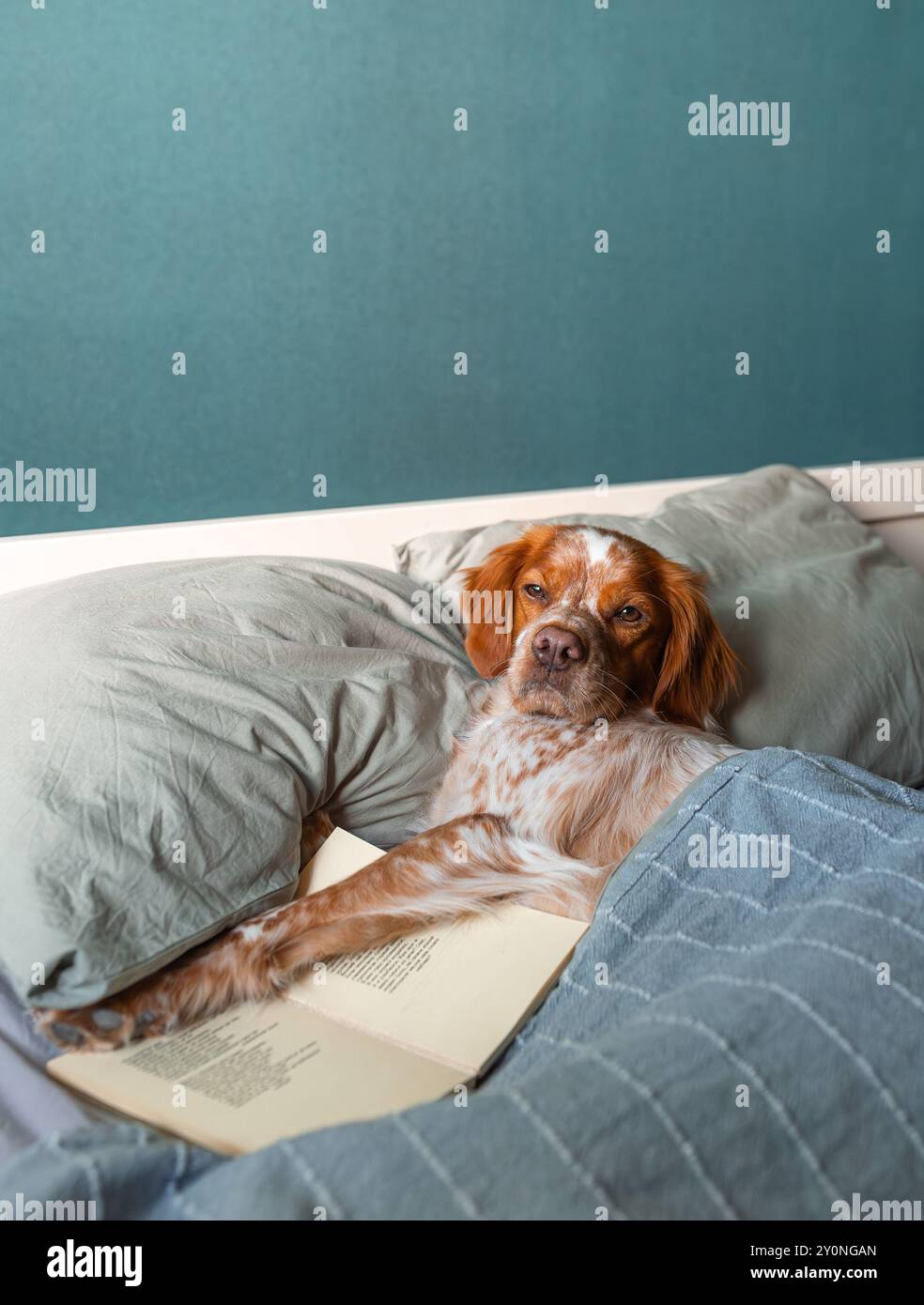 Hund liegt im Bett unter Decke mit Buch, braunes weiß gepunktetes Fell, blickt nach vorne, blaublauer Wandhintergrund. Stockfoto