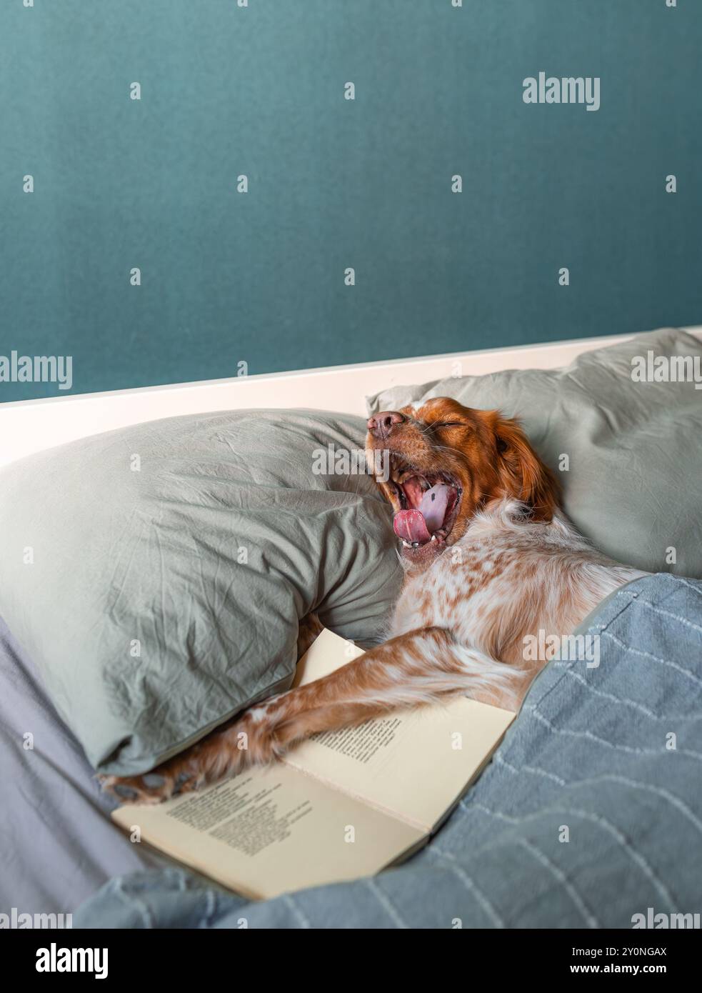 Hund gähnt im Bett mit offenem Buch, braunem weißem Pelz, unter Decke, Kopf auf Kissen, blaublaublauer Wandhintergrund. Stockfoto