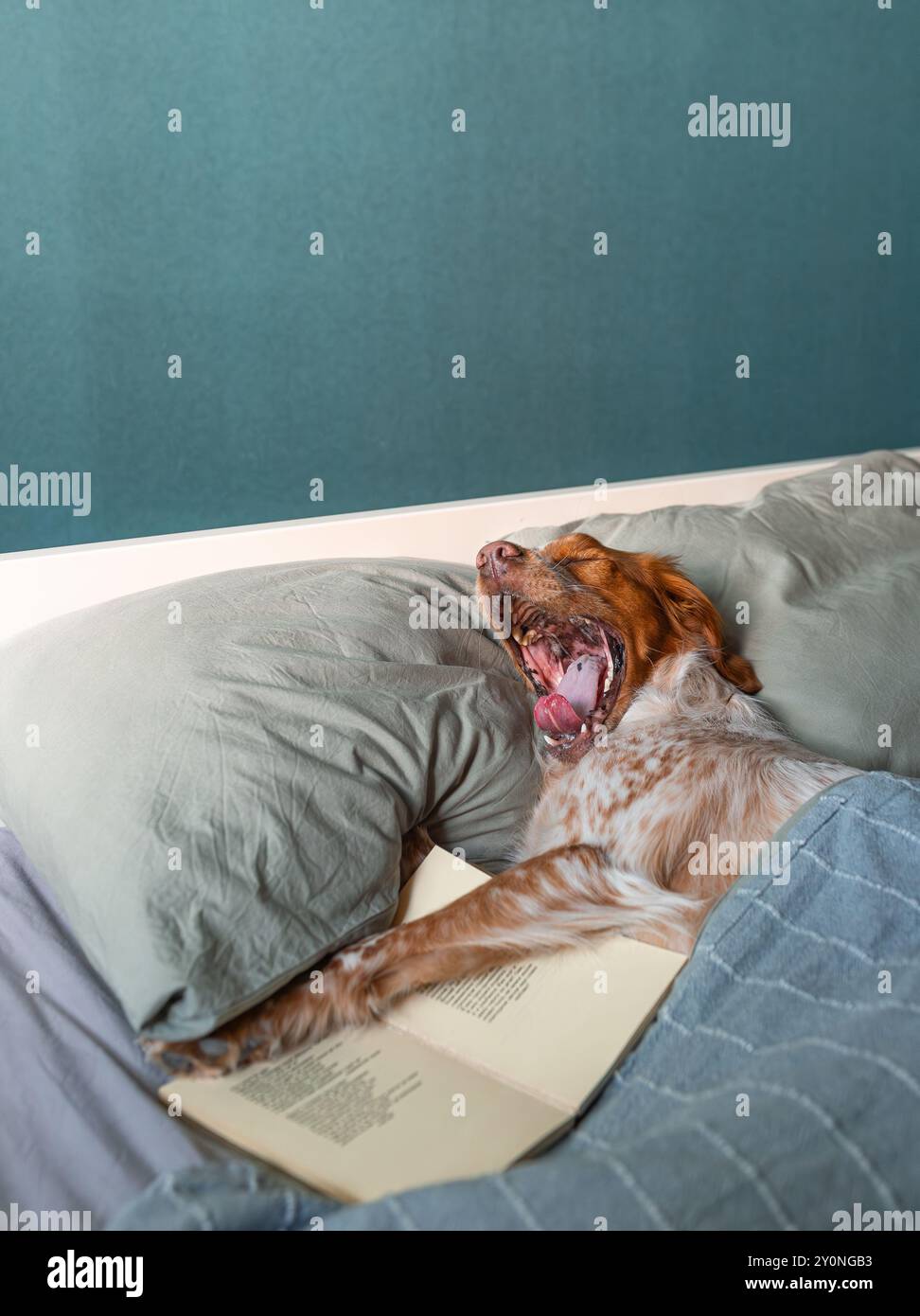Hund, der weit unter Decke mit offenem Buch gähnt, braunes weißes Fell, im Bett liegend mit blauem Wandhintergrund. Stockfoto