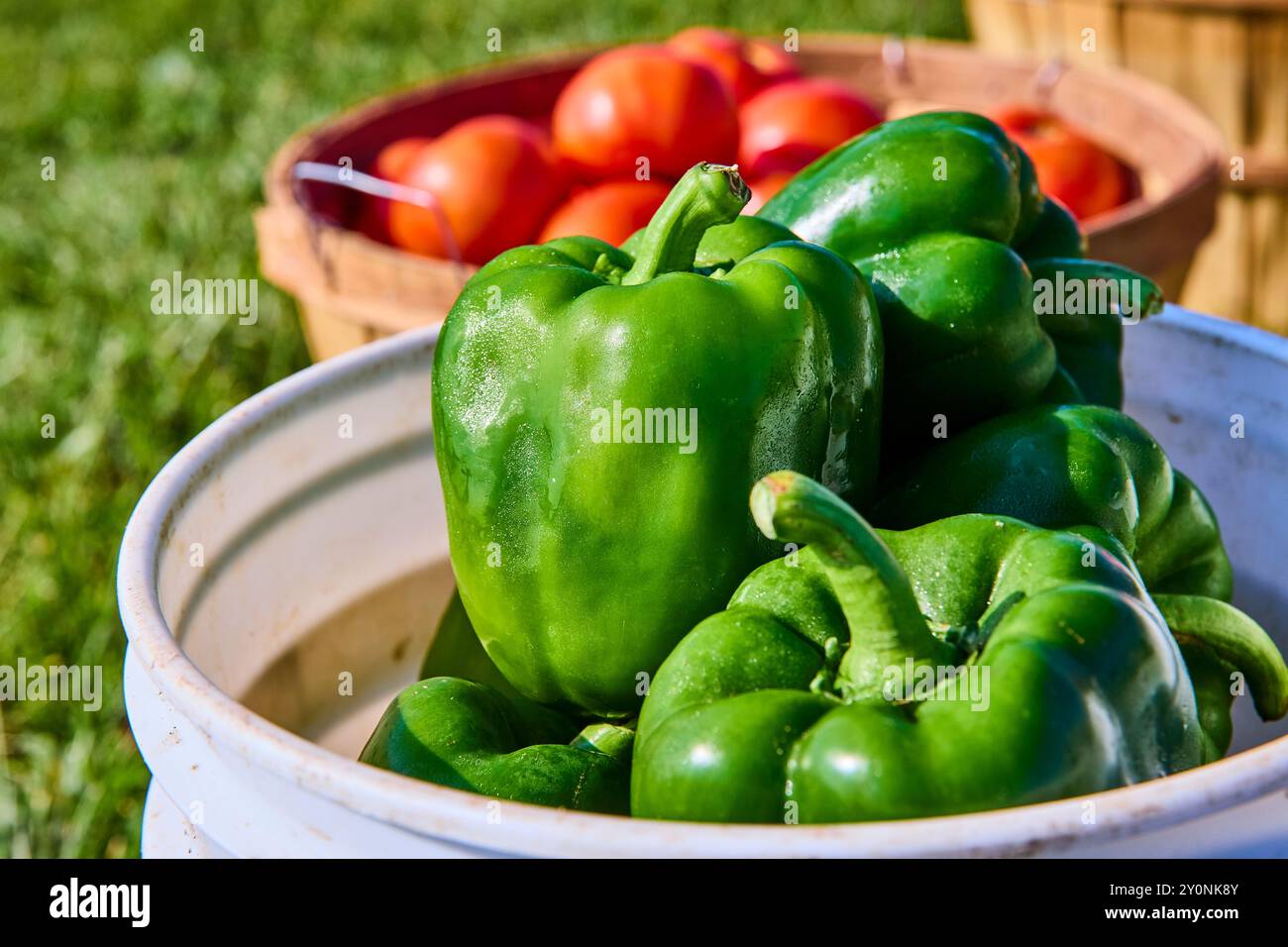 Frische grüne Paprika im weißen Eimer mit Tomaten im Hintergrund Augenhöhe Stockfoto