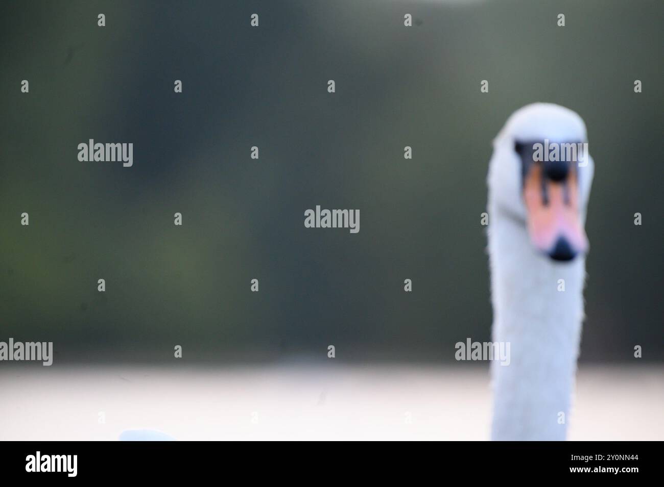 Graugänse und Schwäne werden am Round Pond in Kensington Gardens gut gepflegt. Sie kommen nahe, wenn sie an Menschen gewöhnt sind. Stockfoto