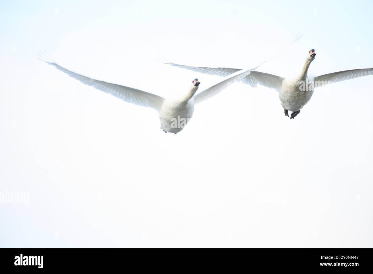 Graugänse und Schwäne werden am Round Pond in Kensington Gardens gut gepflegt. Sie kommen nahe, wenn sie an Menschen gewöhnt sind. Stockfoto