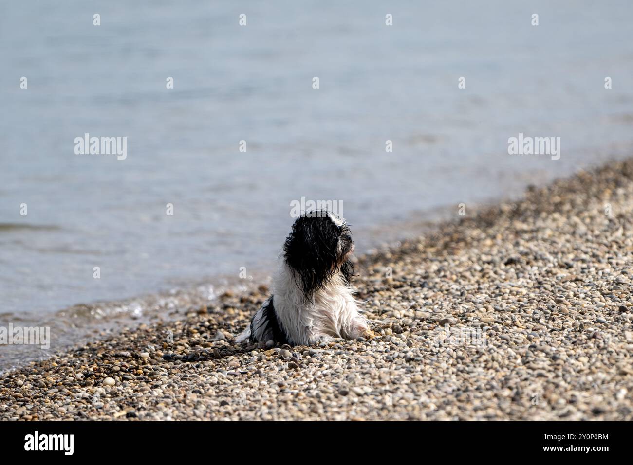 , Deutschland, Rheinland-Pfalz, Altrip, Rheinauen, 03.09.2024, ein kleiner, nasser Hund sitzt am Kiesstrand und blickt auf das Wasser hinaus. Das Bil Stockfoto