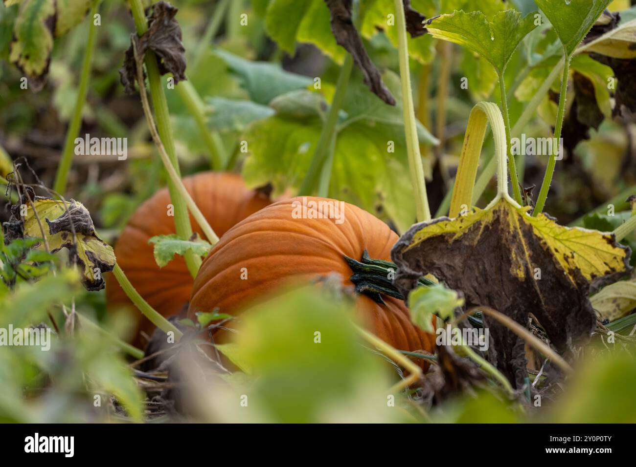 , Deutschland, 03.09.2024, ein reifer, orangefarbener Kürbis liegt inmitten von grünen und teils vertrockneten Blättern auf einem Feld. Die Aufnahme Stockfoto