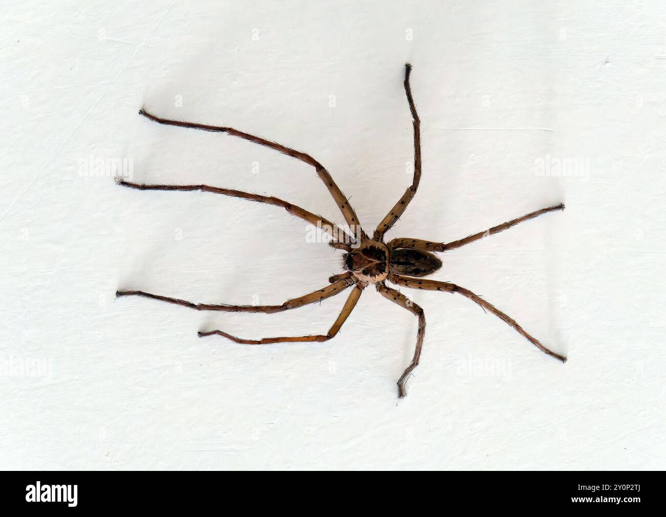 Riesenkrabbenspinne, Rohrspinne, Warmhaus-Riesenkrabbenspinne, Babouk, Heteropoda venatoria, Isabela Island, Galápagos, Ecuador, Südamerika Stockfoto