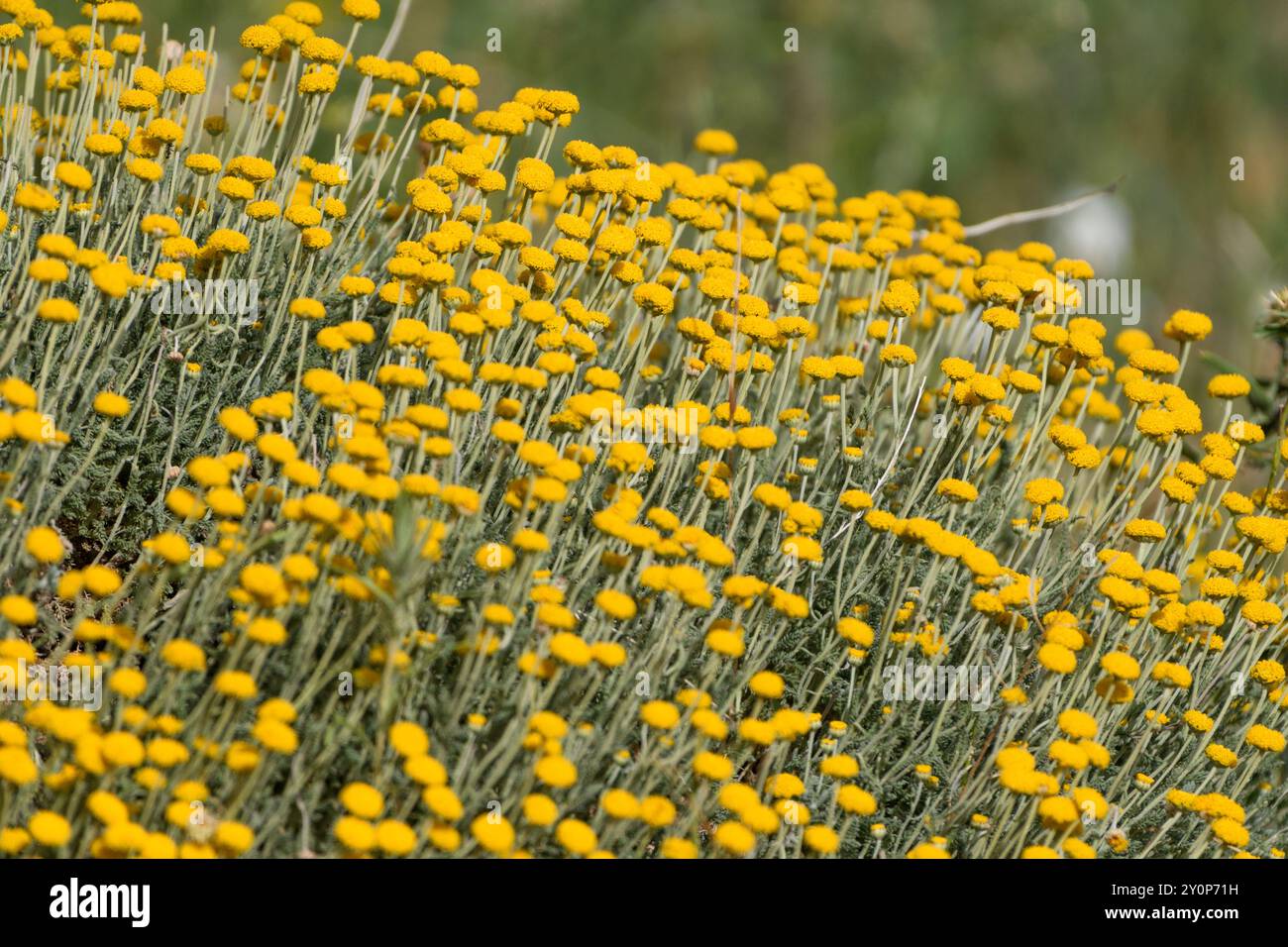 Nahaufnahme von Santolina Africana Blumen in den Aures Bergen, Algerien Stockfoto