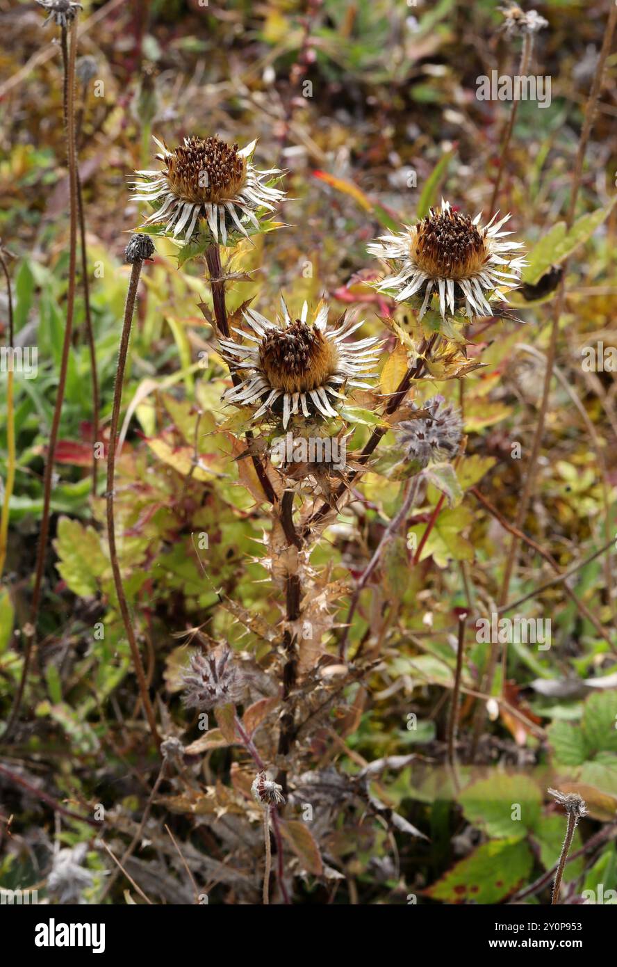 Carline Thistle, Carlina vulgaris, Asteraceae. Totternhoe Knolls, Chilterns, Bedfordshire, Großbritannien. Es ist eine Biennale, die auf Kalkstein wächst. Stockfoto