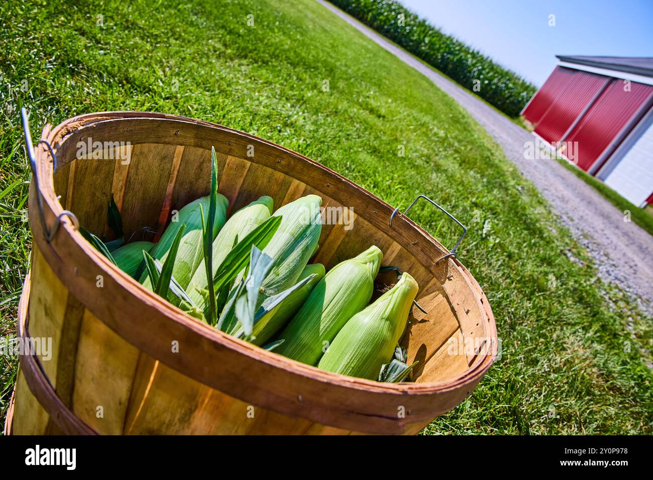 Frische Maisernte im rustikalen Korb mit Scheunenhintergrund, Nahperspektive Stockfoto