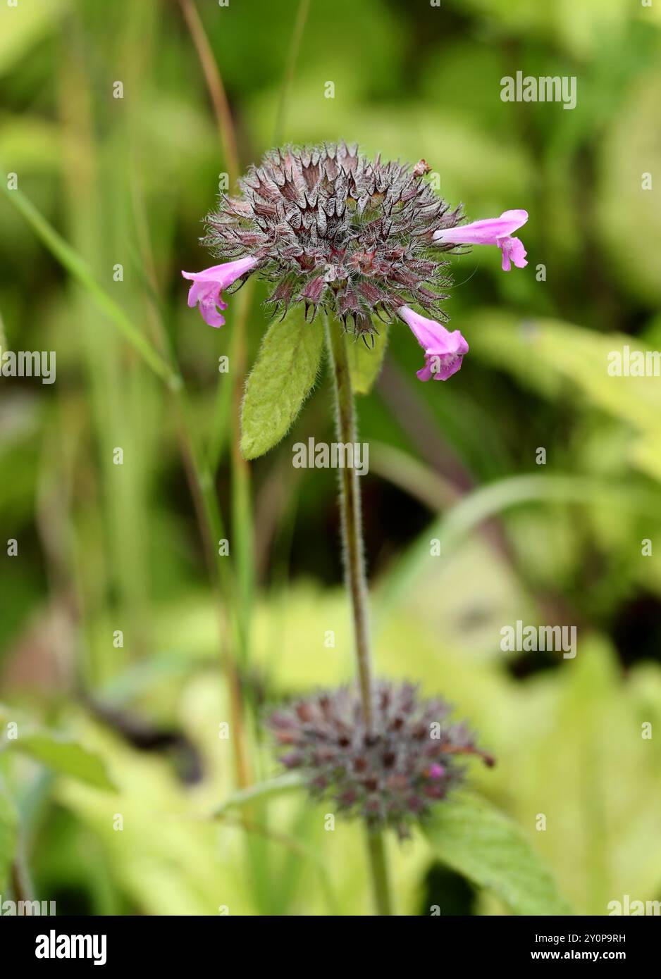 Wildes Basilikum, Clinopodium vulgare, Lamiaceae. Totternhoe Knolls, Chilterns, Großbritannien. Wildes Basilikum ist ein mehrjähriges rhizomatöses Kraut. Stockfoto