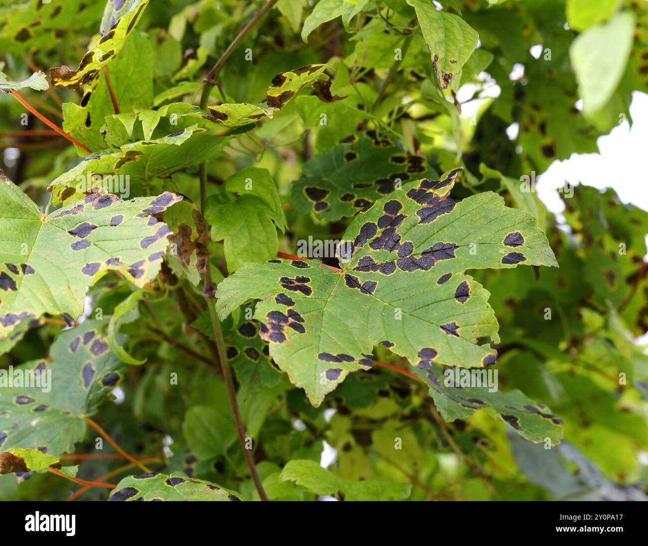 Teerfleckenpilz, Rhytisma acerinum, Rhytismataceae, auf Platanenblättern. UK. R. acerinum ist ein Ascomycätenpilz, der die Blätter von Bäumen infiziert. Stockfoto
