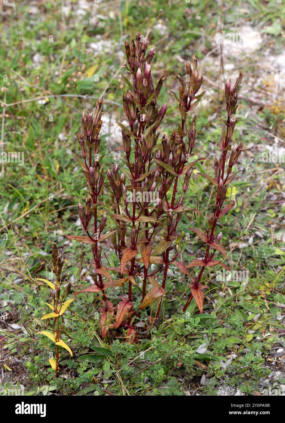 Herbst-Enzian, Herbst-Zwerg-Enzian oder Herbst-Felwort, Gentianella amarella, Gentianaceae. Totternhoe Knolls, Chilterns, Bedfordshire, Großbritannien. Stockfoto