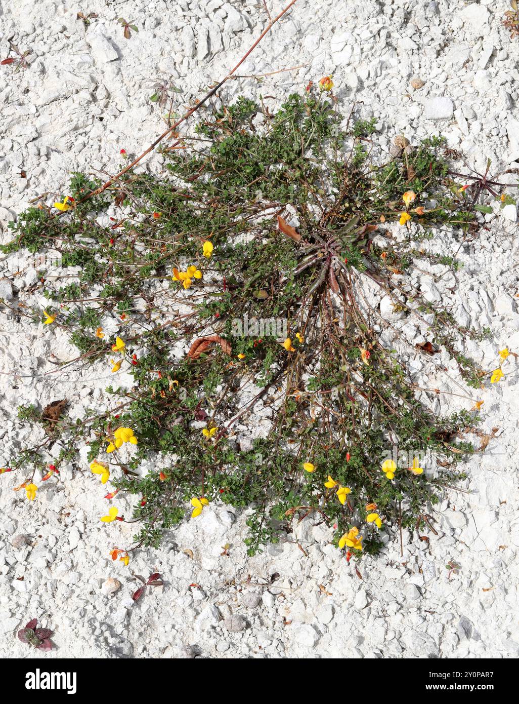 Ein niedergezogener Vogelfuß-Trefoil, Lotus corniculatus, Fabaceae. Anbau auf Kreide, Totternhoe Knolls, Chilterns, Bedfordshire, Großbritannien. Stockfoto