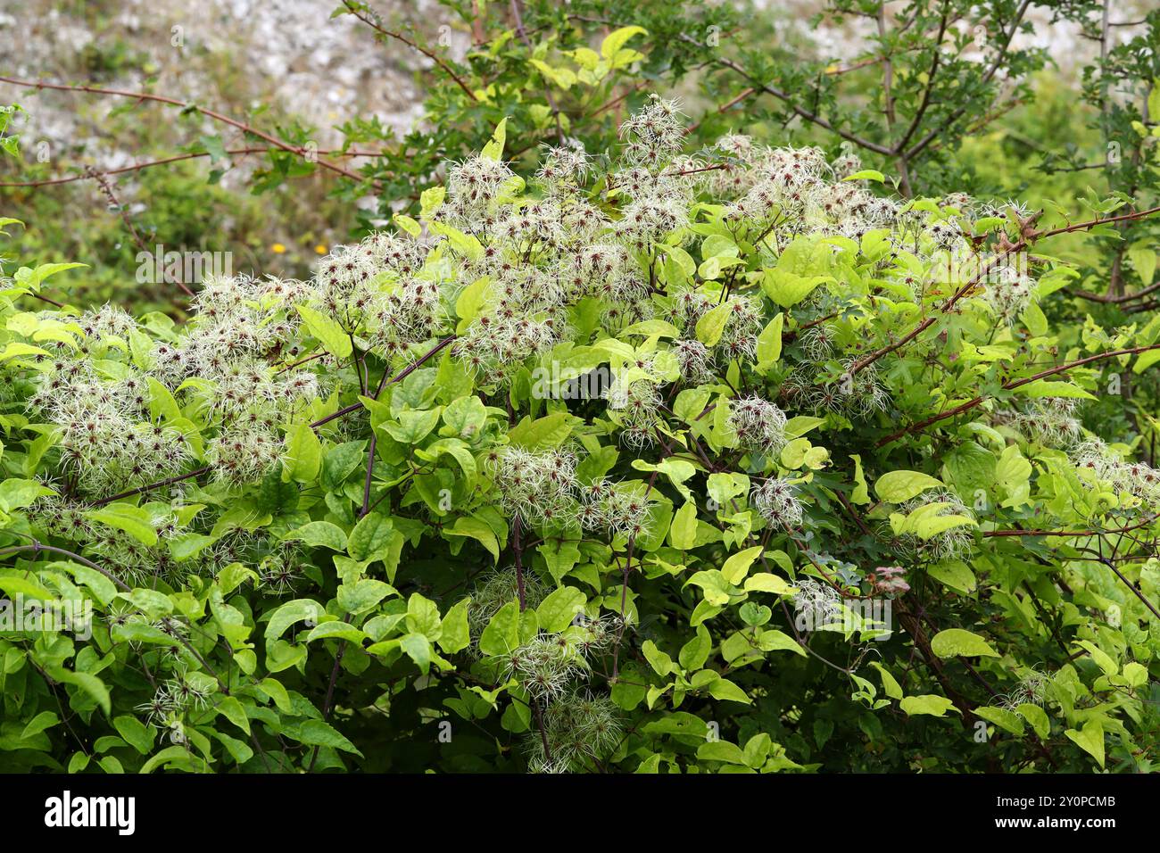 Samen von Old man's Beard oder Traveller's Joy, Clematis vitalba, Ranunculaceae. UK. Es ist an vielen Orten eine invasive Pflanze. Stockfoto