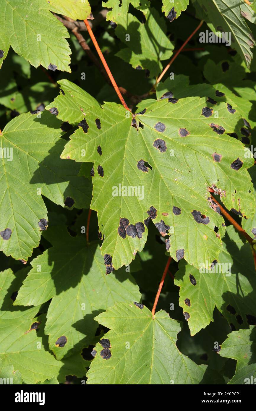 Teerfleckenpilz, Rhytisma acerinum, Rhytismataceae, auf Platanenblättern. UK. R. acerinum ist ein Ascomycätenpilz, der die Blätter von Bäumen infiziert. Stockfoto