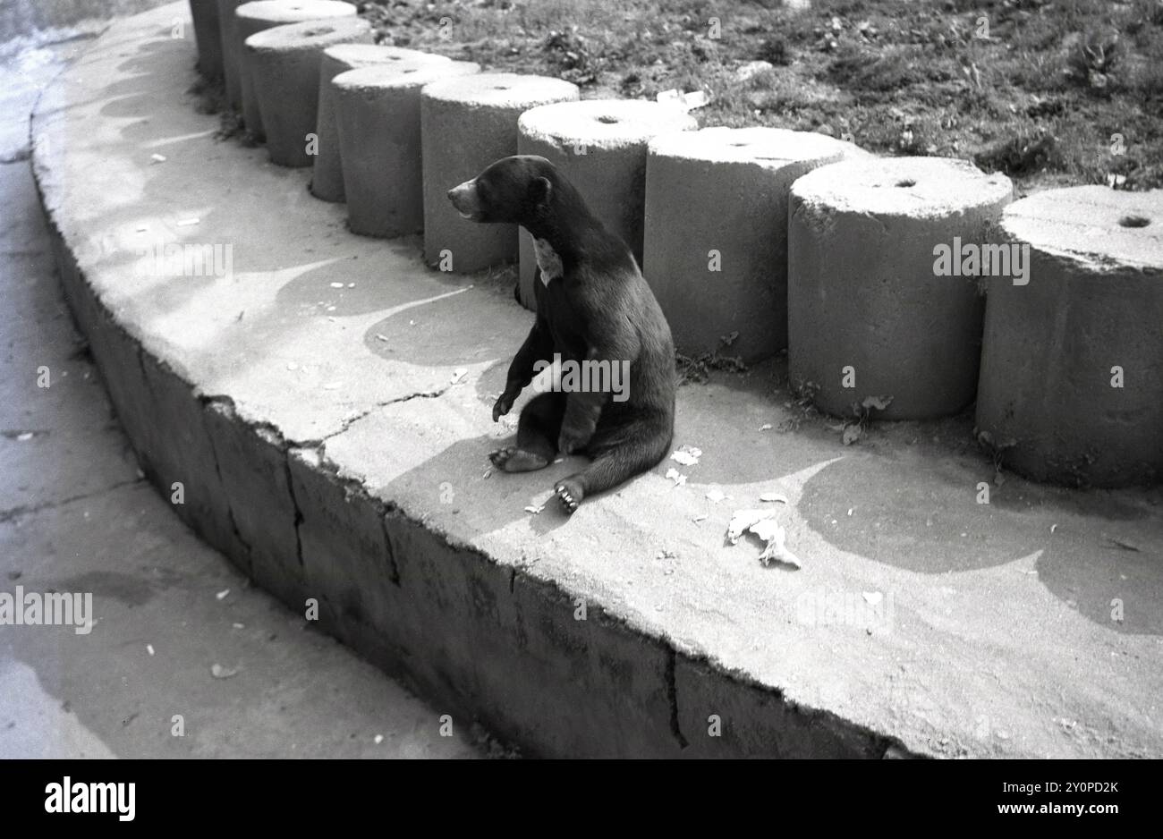 1960, historisch, ein kleiner Braunbär, der auf einem Betonweg in seinem Gehege sitzt und hinausschaut, Chester Zoo, England, Großbritannien. Stockfoto