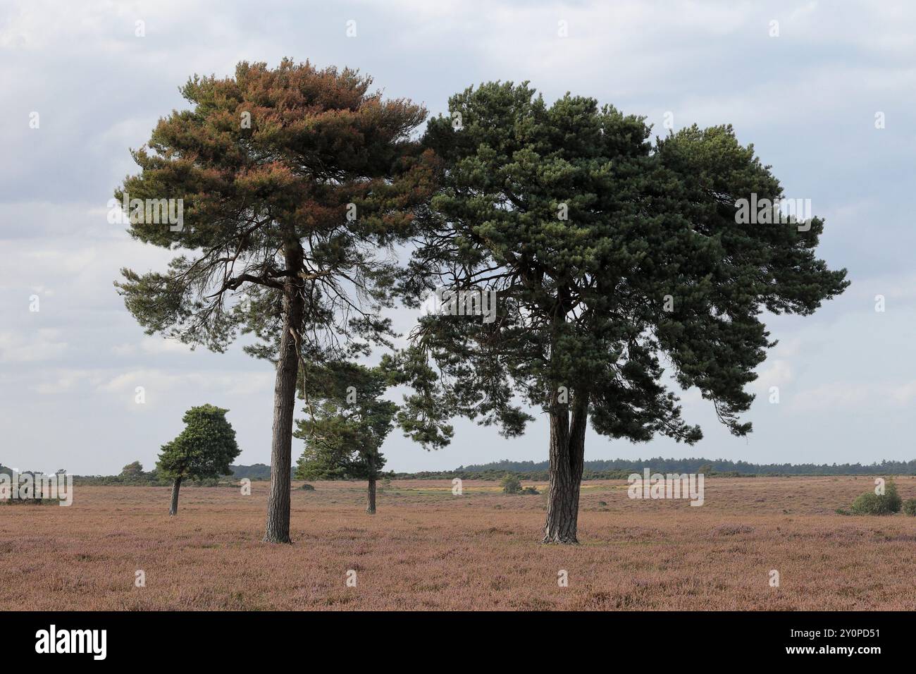 Zwei Bäume stehen in Heidegebieten mit anderen Bäumen und Sträuchern im Hintergrund Stockfoto
