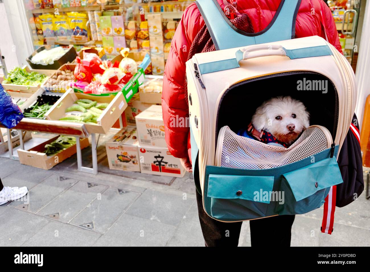 Ein Hund in einem Hundetragerrucksack vor einem chinesischen Supermarkt in der Gerrard Street in Chinatown, London. Stockfoto