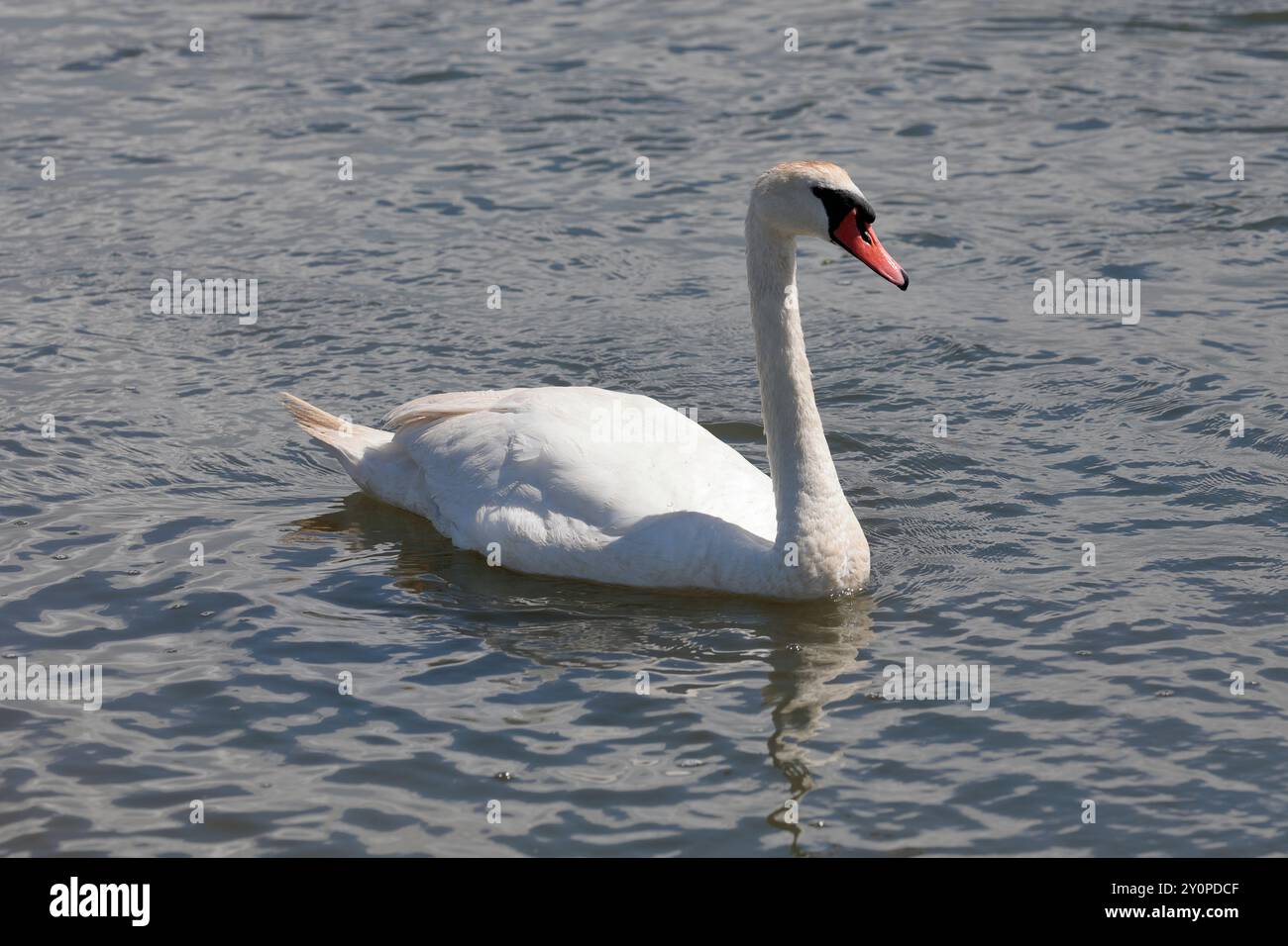 Ein stummer Schwan (Cygnus olor) schwimmt von links nach rechts auf dem Meer Stockfoto