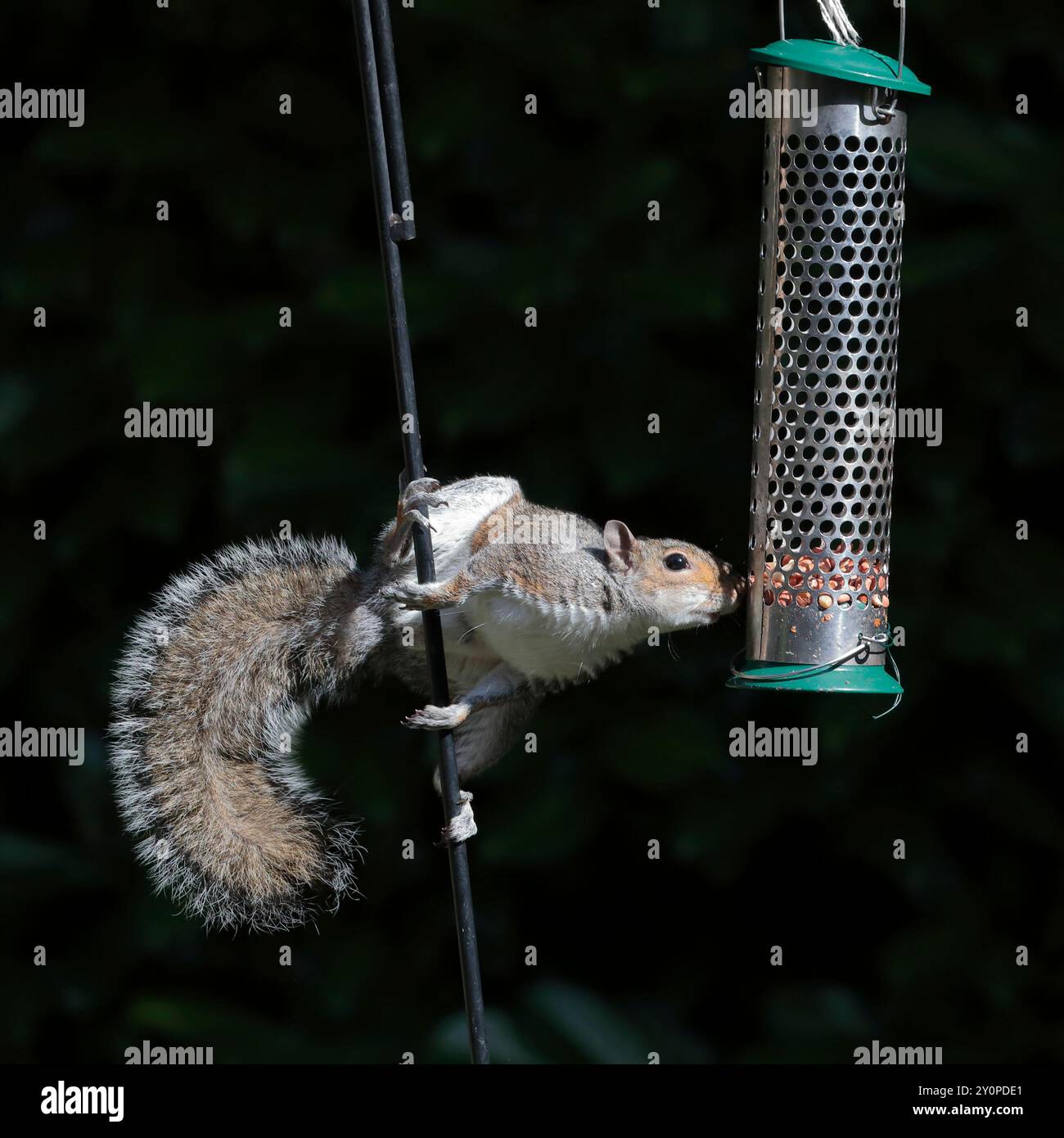 Graues Eichhörnchen (Sciurus carolinensis), das an einer Stange hängt und nach einem grünen Vogelfutter in einem Garten greift. Low-Key-Bild mit Buchsen auf der Rückseite. Stockfoto