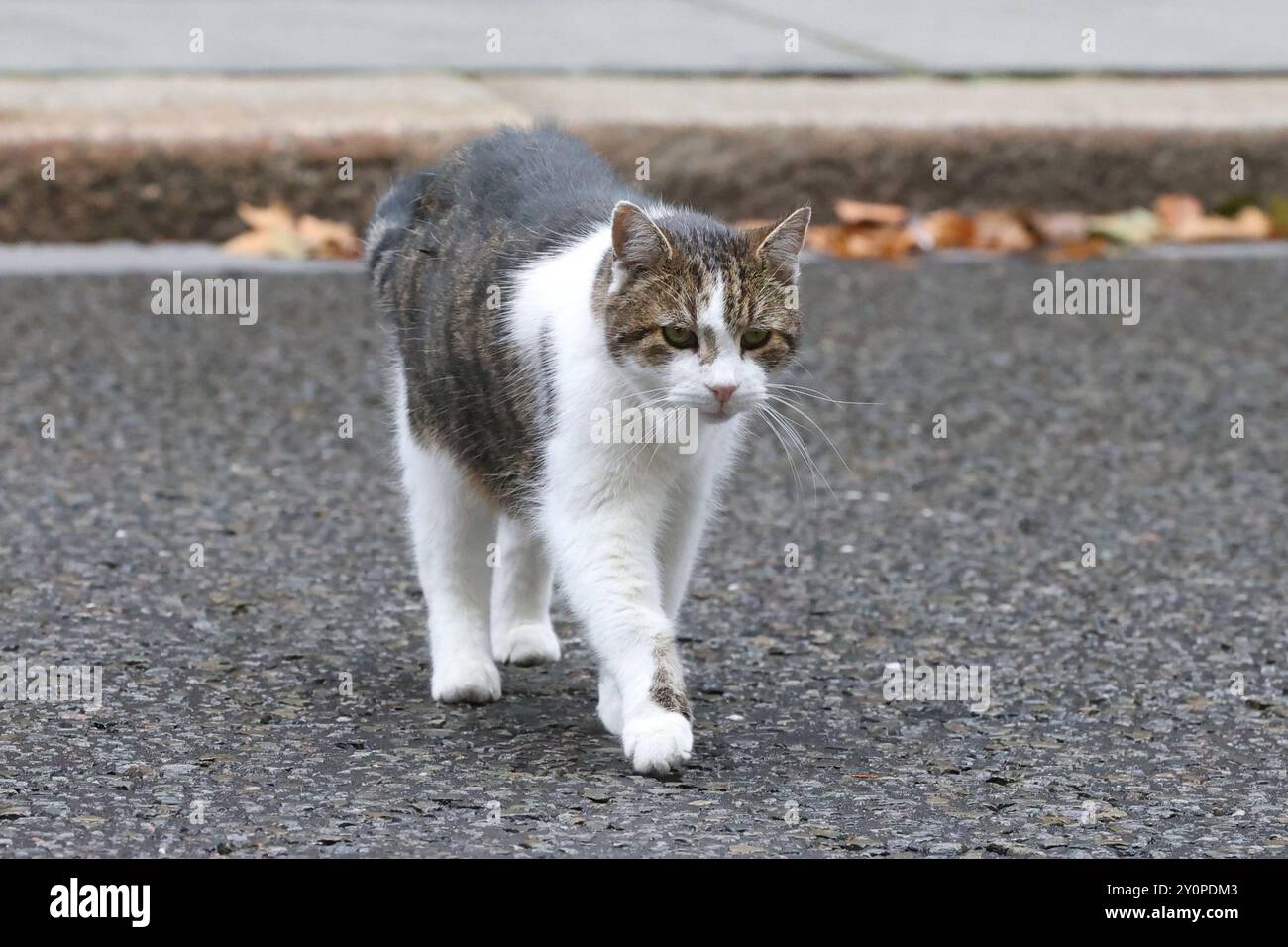 London, Großbritannien. September 2024. LONDON, ENGLAND – 3. SEPTEMBER: Larry the Cat, Chief Mouser, zum Kabinettsbüro in Downing Street für die erste Kabinettssitzung des neuen parlaments am 3. September 2024 in London, England. CAP/GOL © GOL/Capital Pictures Credit: Capital Pictures/Alamy Live News Stockfoto