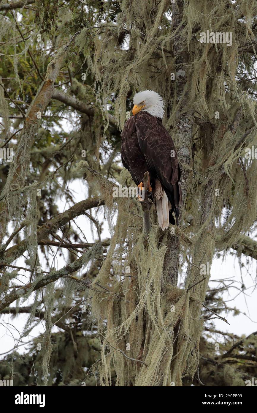 Ein Weißkopfseeadler (Haliaeetus leucocephalus) thront in einem Baum, der mit dem Bart des Alten Mannes hängt und nach unten blickt Stockfoto