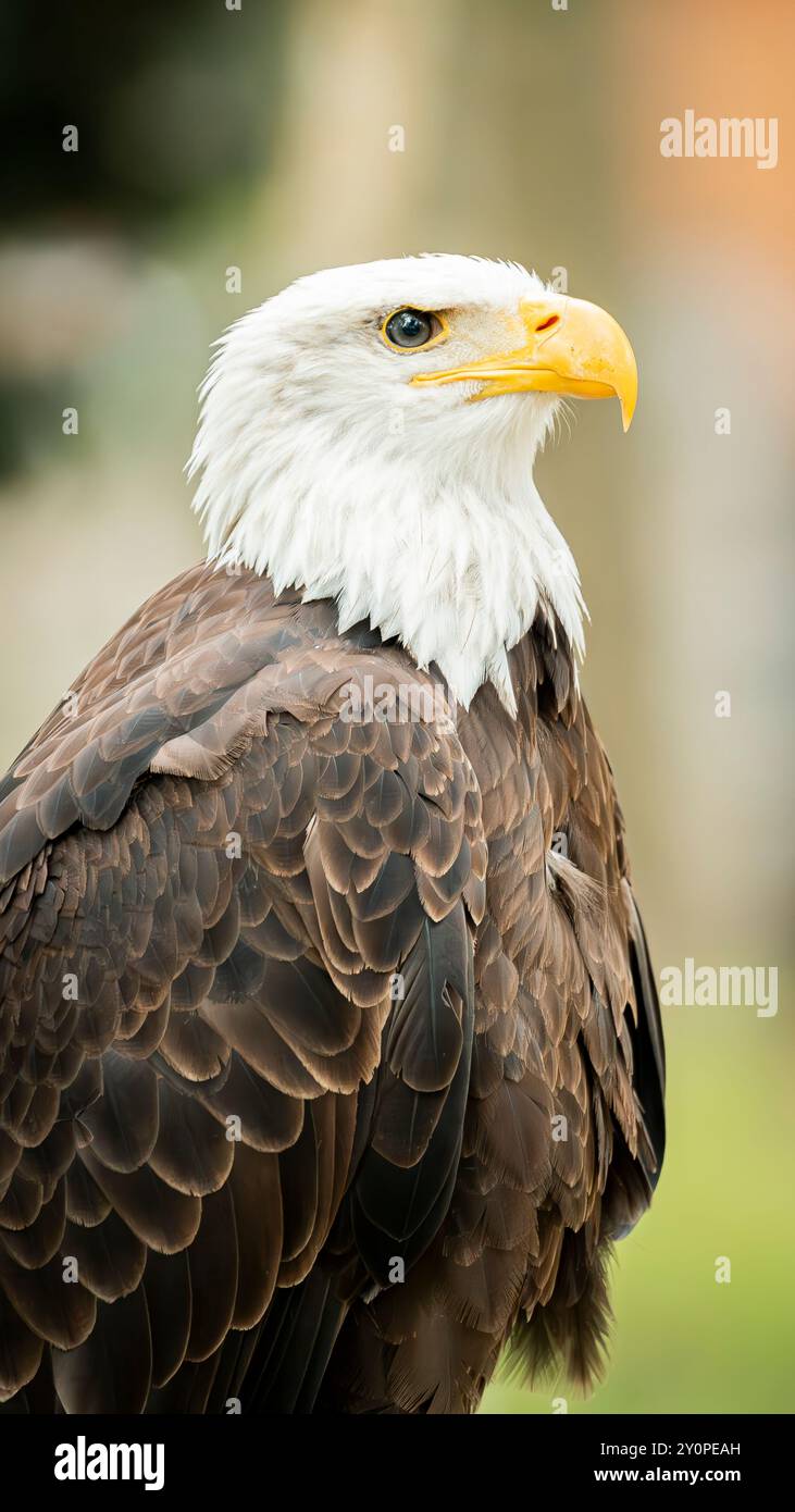 Mittlere Aufnahme eines Weißkopfseeadlers Stockfoto
