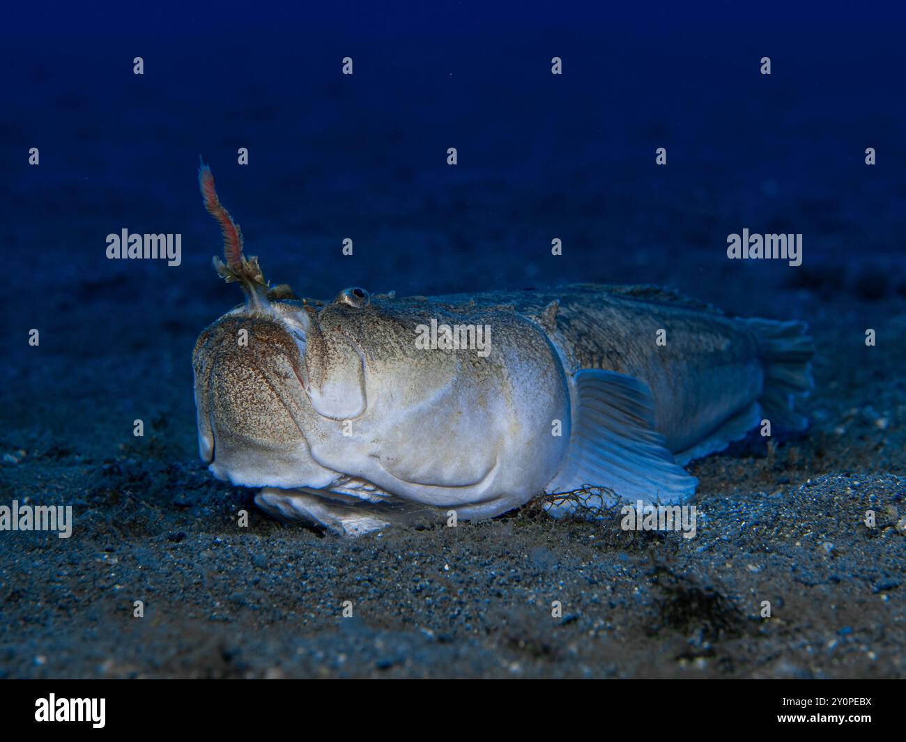 Der Uranoscopus-Schaber hat einen Köder im Mund, der seine Beute jagt. Stockfoto