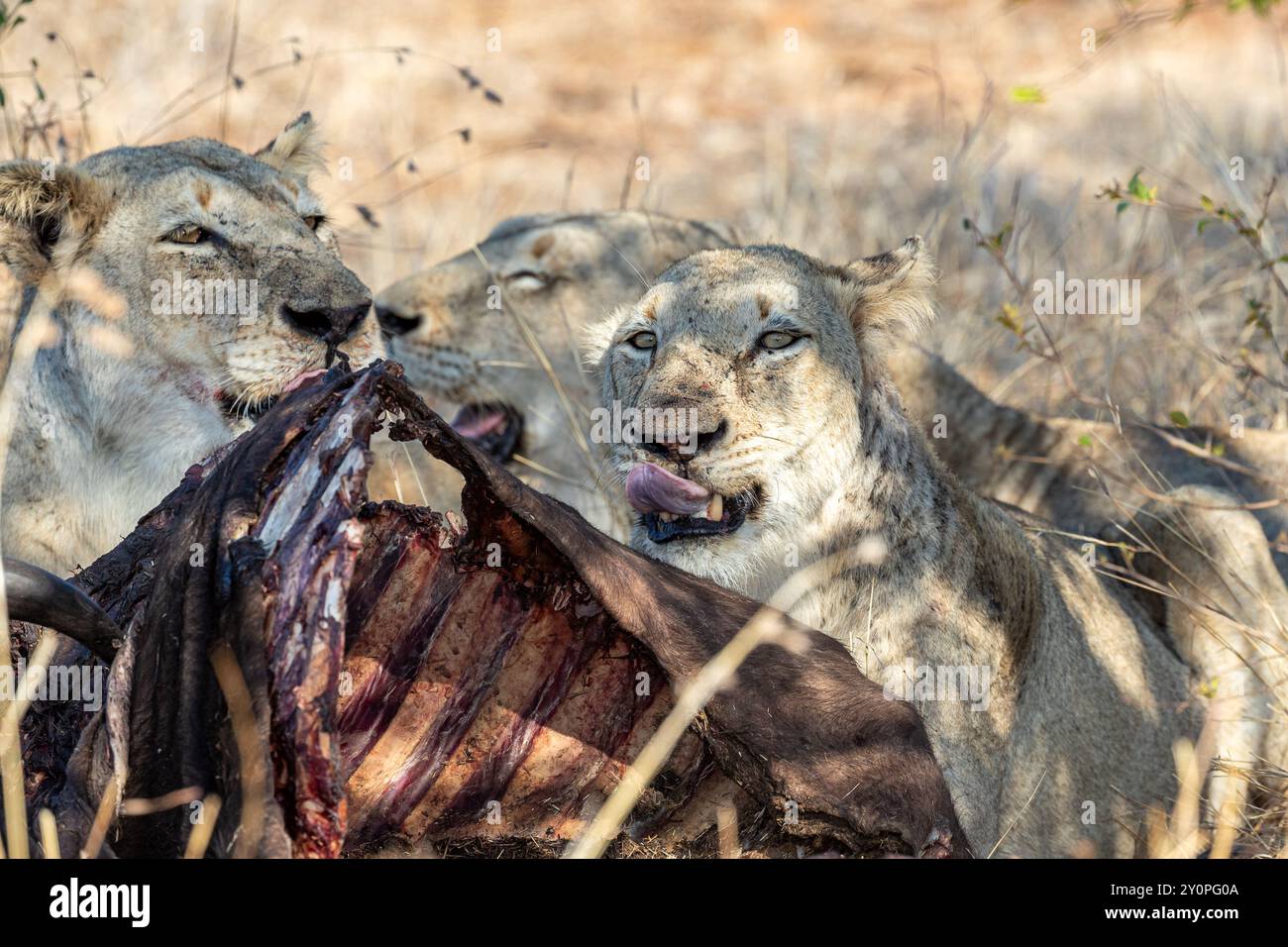 Südafrika, Kruger-Nationalpark, Löwe (Panthera leo), weibliche Löwin beim Essen Stockfoto