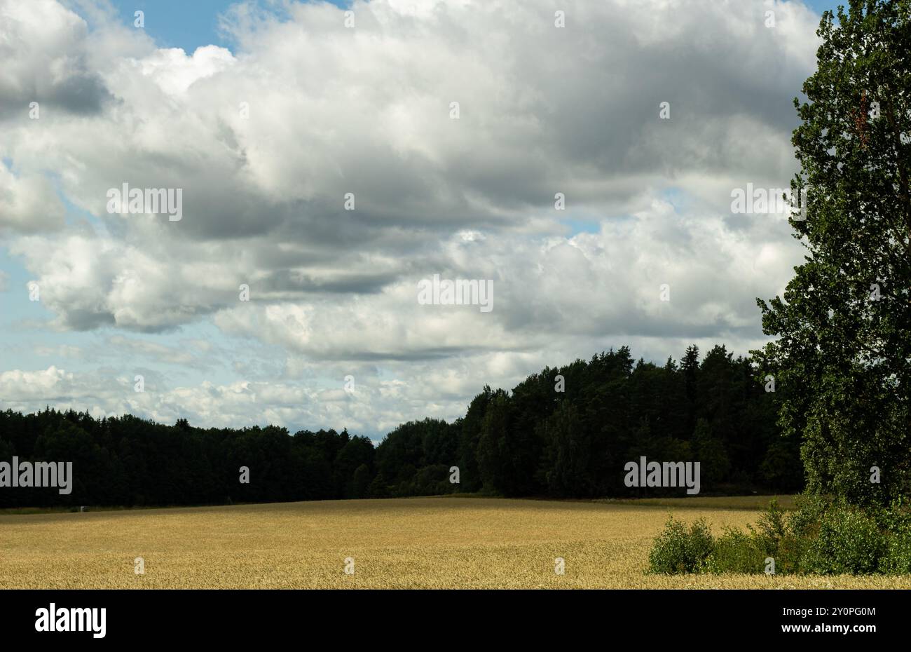 Schwedische Landschaft Stockfoto