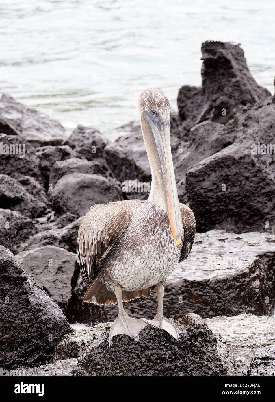 Braunpelikan, Braunpelikan, Pélican brun, Pelecanus occidentalis Urinator, barna gödény, Santa Cruz Island, Galápagos, Ecuador, Südamerika Stockfoto
