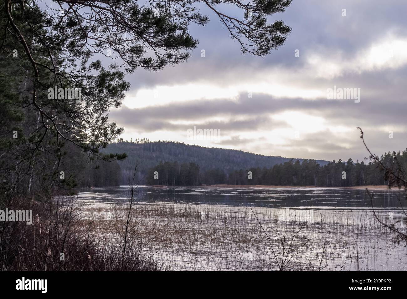 Ein Waldsee in einem tiefen Kiefernwald Stockfoto