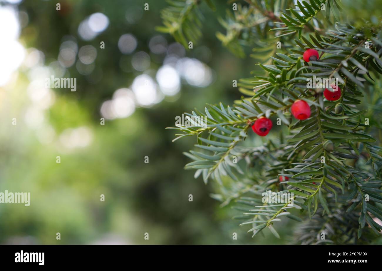 Eibenbaum Nahaufnahme mit roten Samen und Bücherei Stockfoto