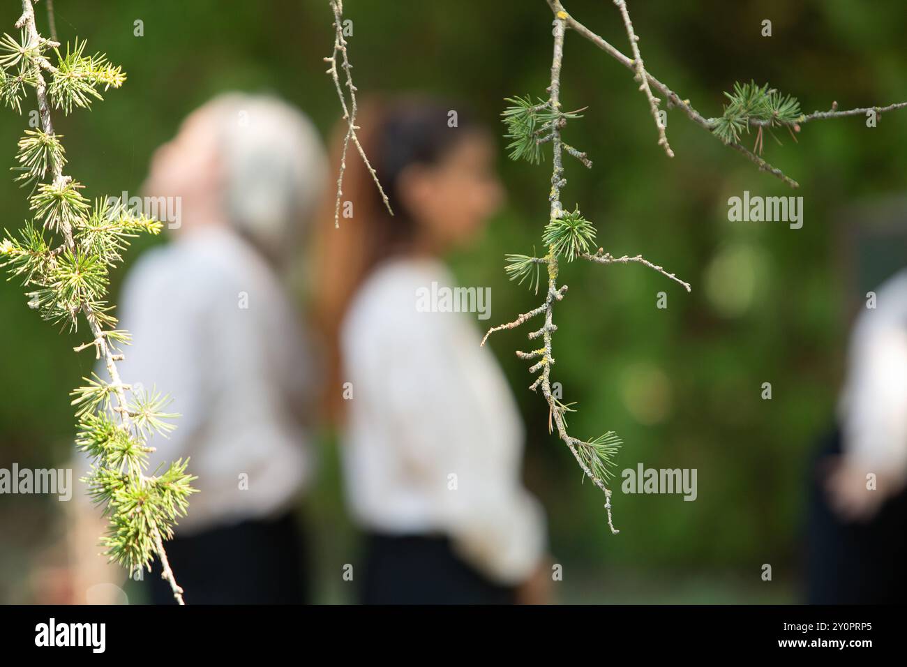 Der Lärchenzweig steht im Vordergrund und umrahmt zwei Geschäftsfrauen, die im Hintergrund plaudern Stockfoto