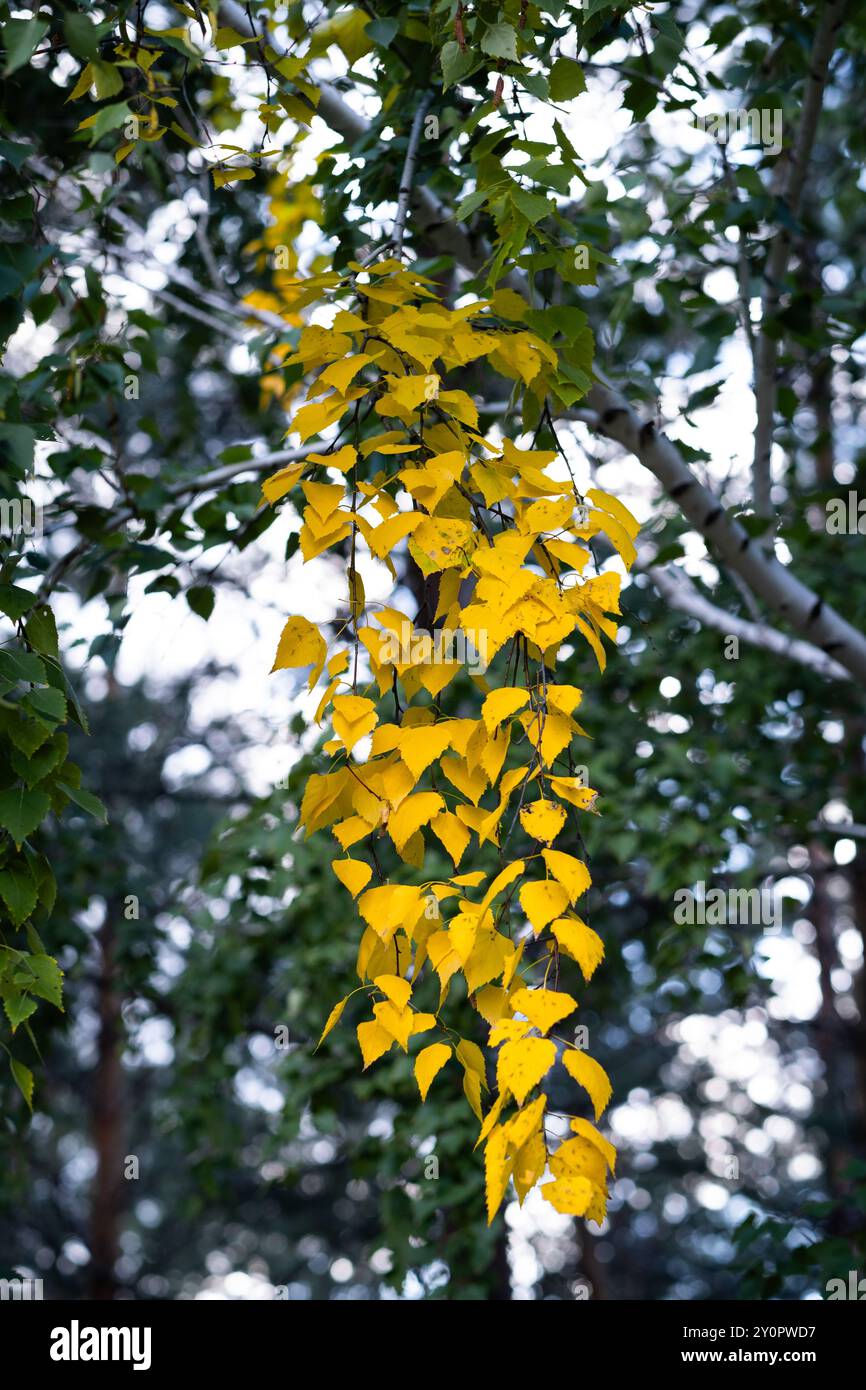 Gelbe Blätter an Birkenzweigen im Herbstwald Stockfoto