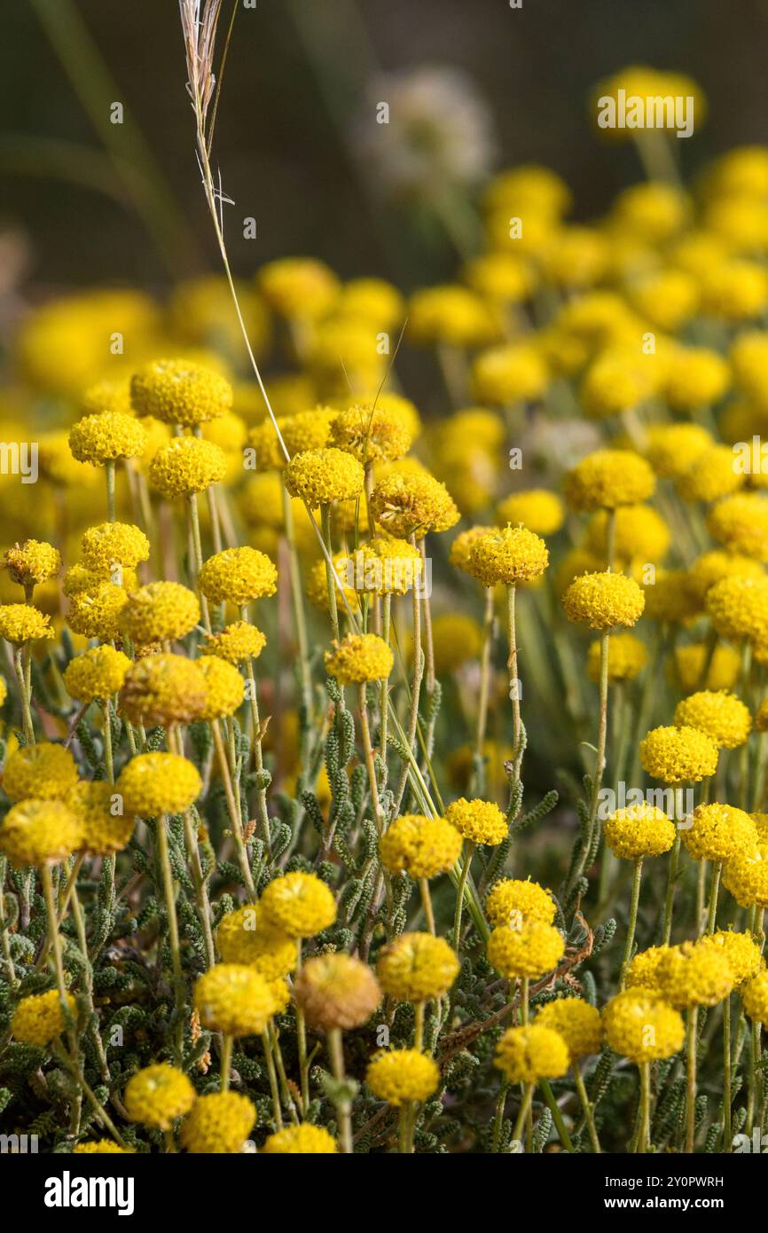 Nahaufnahme von Santolina Africana Blumen in den Aures Bergen, Algerien Stockfoto